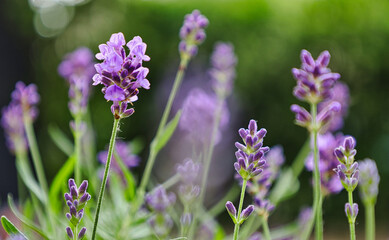 Fototapeta premium Nahaufnahme von Lavendel Blüte im Garten