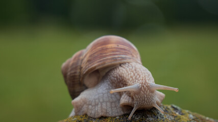 Escargot qui pose sur un muret sur fond de verdure