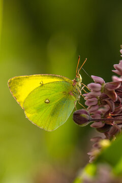 Sulfur butterfly on milkweed