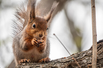 The squirrel with nut sits on a branches in the spring or summer.