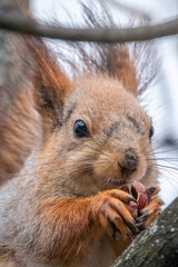 The squirrel with nut sits on a branches in the spring or summer. Portrait of the squirrel close-up