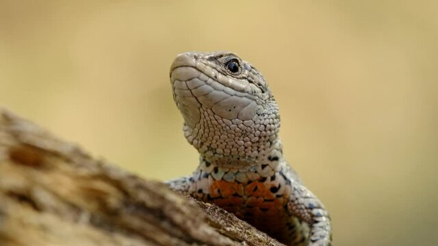 Viviparous lizard (Zootoca Lacerta vivipara) reptile resting in forest