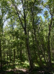 A forest of tall poplars in spring