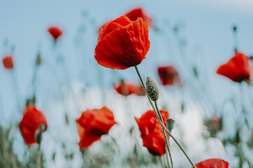Moody selective focus of elegant red poppy flowers growing interlaced in a field of wild red...