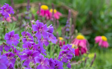 Purple hardy cranesbill wild geranium by name of Geranium x Magnificum, photographed in a mixed herbaceous border in an English cottage garden in the month of June.