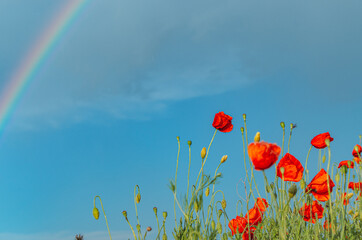 Bright colourful wonderland landscape with red poppies in a corner and rainbow in another, with...