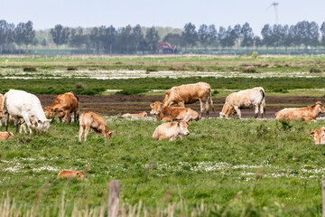 Obraz premium cows in field