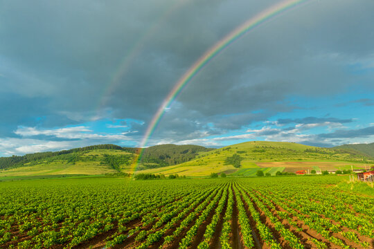 Photography of rainbow over the field in the countryside after a heavy rain at sunset with heals in the background. Farmland in country side after rain