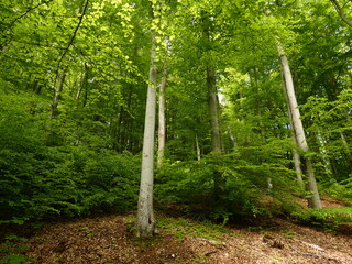 Forest scenery with beech trees in spring, Kępa Redłowska Nature Reserve, Gdynia, Poland