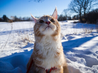 Maine Coon na śniegu © Micha