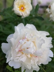 beautiful terry white peony with pink petals. close up. floral wallpaper