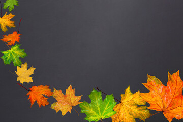 autumn leaves on a gray chalk board background, different maple leaves carried by the wind, mine...