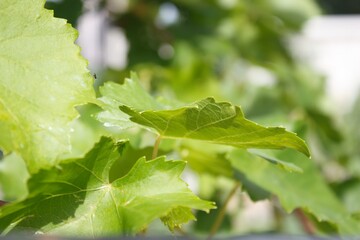 Close up green big grape leaves in the house garden