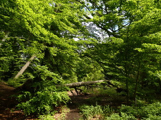 Beech forest with fallen tree, Kępa Redłowska Nature Reserve, Gdynia, Poland