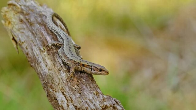 Viviparous lizard (Zootoca Lacerta vivipara) reptile resting in forest
