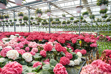 Large Industrial Greenhouse with colorful hydrangea. Flowers in pots all around.