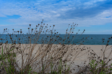 Natural background with dry plants on the shore