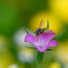 Kornradentblüte mit Wespenschwebfliege - common corn-cockle with hoverfly