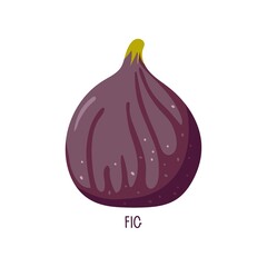 Fig fruit isolated on white. Summer tropical fruit for healthy lifestyle. Purple whole fig. Dietetic, vegetarian and healthy food. Flat vector design for menu, cafe, farmers market, recipe, poster.