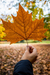 a hand holding a maple leaf during autumn