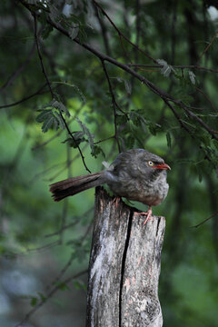 A scariest Jungle babler