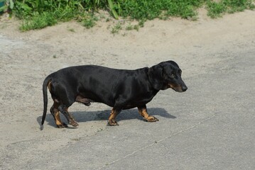 one black dog dachshund stands on the gray asphalt road on the street