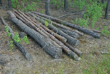 a pile of gray logs among the pine trees in the forest