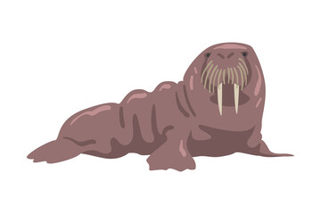 Walrus Polar Marine Mammal Animal Cartoon Vector Illustration