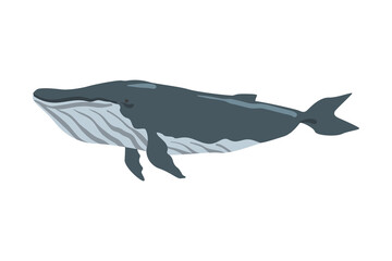 Humpback Whale Marine Mammal Fish Animal Cartoon Vector Illustration