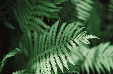 Beautiful natural background from fern leaves. Tropical background with fern leaves close up