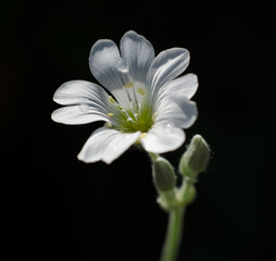 Beautiful small white flower isolated on black background