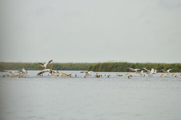 Pelican flying at Donau Delta on a sunny day
