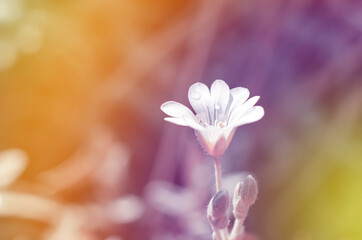 Lovely delicate background of spring flowers close-up. Natural background, greeting card.