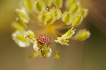 Ladybird beetle on a yellow flower