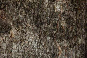 Wooden Texture of a tree