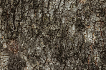 Wood texture background