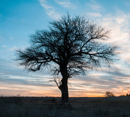 Fototapeta na wymiar Calden tree, La Pampa province, Patagonia, Argentina