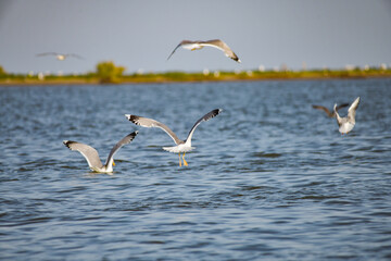 Fototapeta na wymiar Pelican flying at Donau Delta on a sunny day