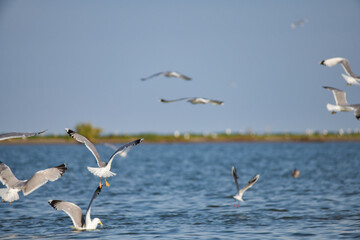 Fototapeta na wymiar Pelican flying at Donau Delta on a sunny day
