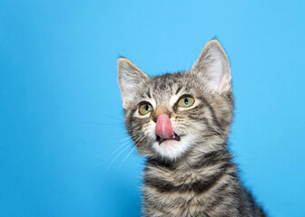 Fototapeta na wymiar Portrait of an adorable black, tan and brown striped tabby kitten looking to viewers left, tongue out licking nose. Blue background.