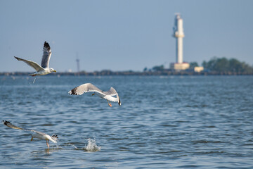 Pelican flying at Donau Delta on a sunny day