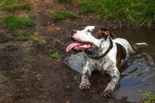 English staffordshire bull terrier white and brown dog enjoying a water and mud bath outside. Dog in water. Smiling dog in water. White dog covered with mud