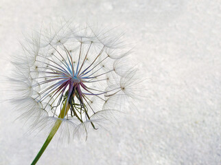 Dandelion on a gray background. Copy space