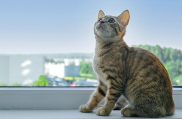 Close-up of a small cute ginger tabby kitten sits on the windowsill and looks up. Pets. Selective...