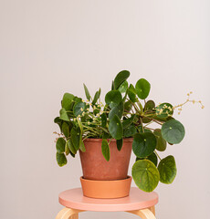 Blooming chinese money plant on a small table.