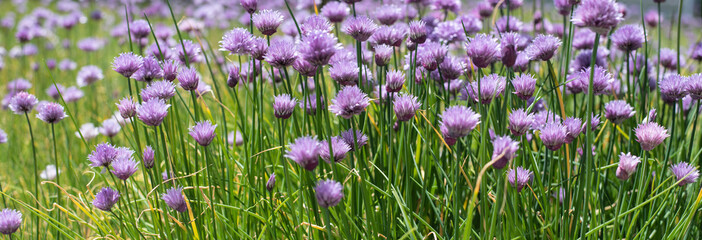 the lilac colored flowers of chives in a garden - obrazy, fototapety, plakaty