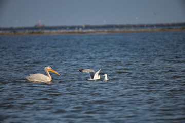 Pelican flying at Donau Delta on a sunny day