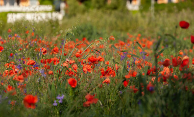 Des coquelicots en fleurs rouge et des fleurs bleues