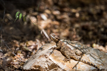 Lizard ( Stellagama stellio ) is basking on a stone on a warm spring day in the park.