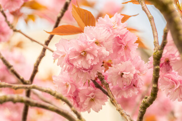 Pink cherry blossom tree in early spring.